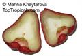 سیب آبی یا میوه زنگوله ای